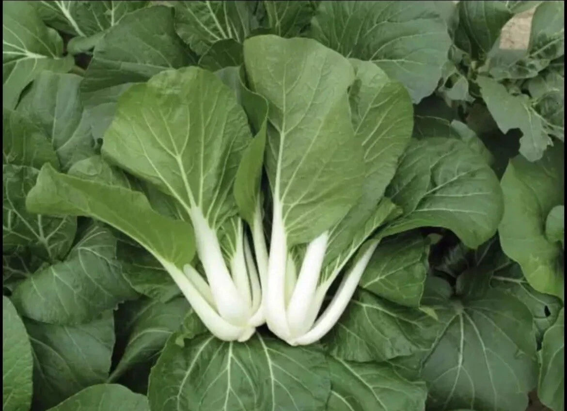Pak Choi Seeds - 1,000+ Non-GMO White Stem Pechay Seeds - Ideal for Home Gardening and Vegetable Gardens