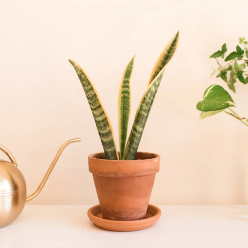 Snake Plant Cuttings - 2 Unrooted Mother-In-Law Tongue - Sansevieria Live Plant