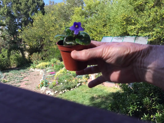 Miniature African Violet Leaf Cuttings - 8 Freshly Cut Leaves - Saintpaulia ionantha - Indoor Plant Propagation