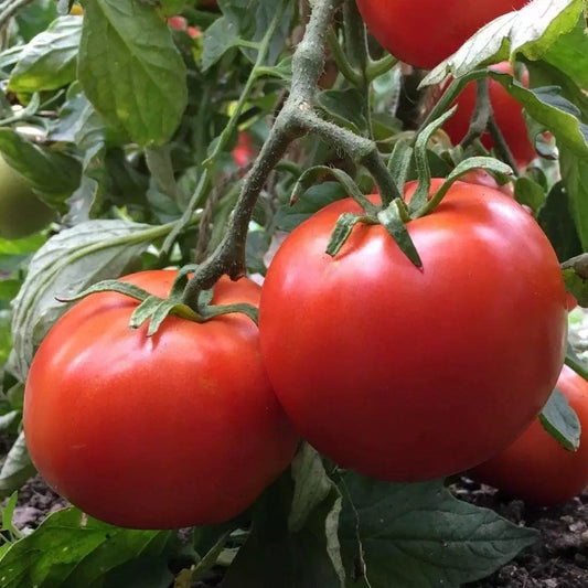 Manitoba Tomato Seeds, 30 Seeds, Non-GMO, Heirloom Variety, Solanum lycopersicum