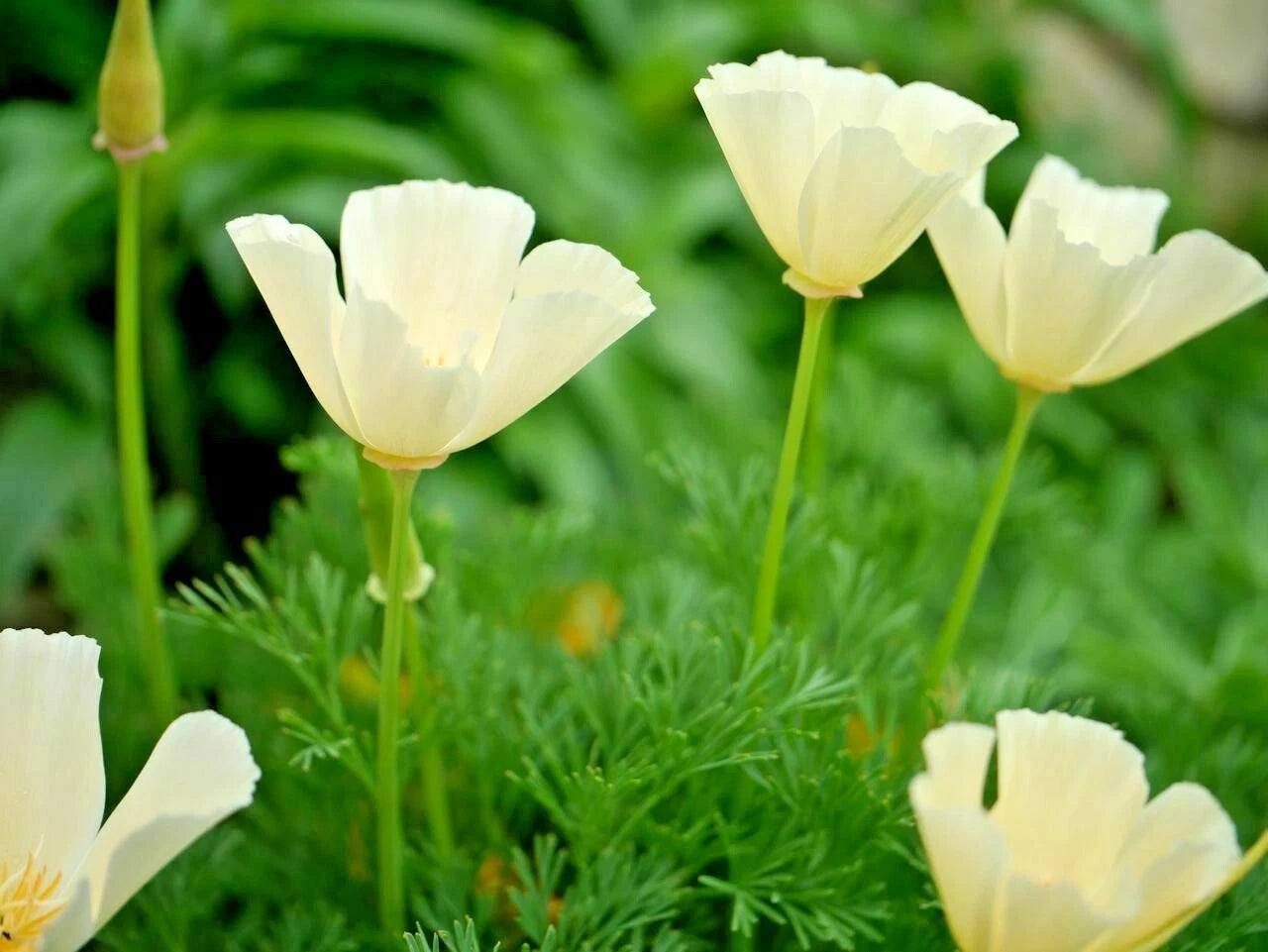 California Poppy Flower Seed Pack - 501+ WHITE Native Wildflower for Garden & Containers - Eschscholzia californica