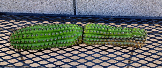 Cereus Brevispinulosus Corn Cactus Cutting 10.5" | Indoor Plant | Easy Care Succulent