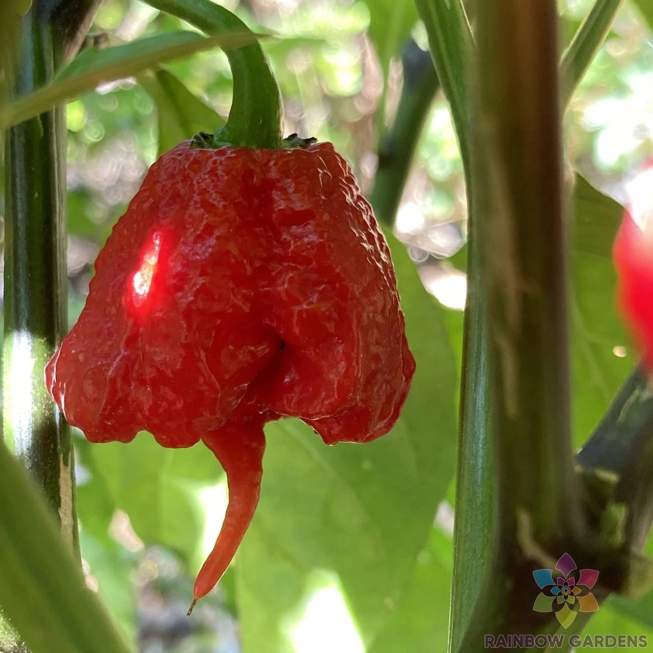 7 Pot Primo Hot Pepper Seeds - 25+ Pack for Garden Planting - Capsicum chinense - USA Grown, Free Shipping