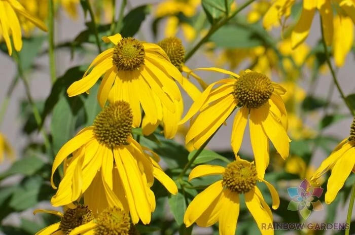 200+ Cutleaf Coneflower Seeds, Rudbeckia, Yellow Flowering Perennial, Garden Plant Seeds, USA Grown