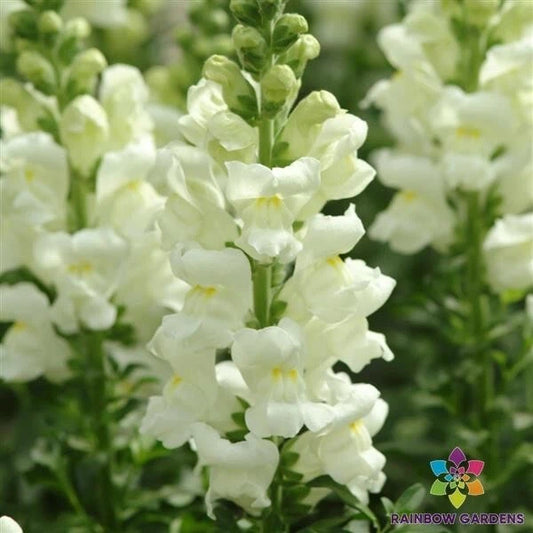 Maryland Ivory Snapdragon Seeds - 1000+ Seeds for Garden Planting - Antirrhinum majus