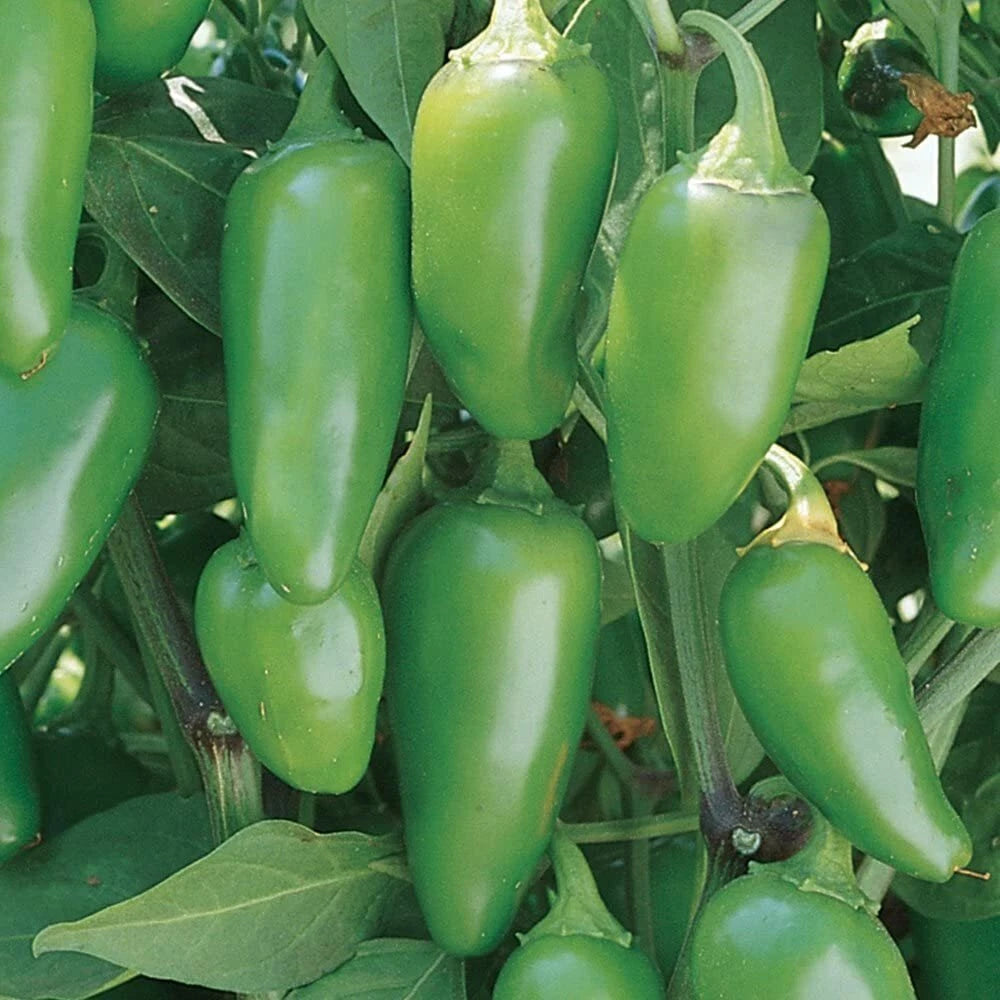 Jalapeno Hot Pepper Seeds 50+ Non-GMO Heirloom Vegetable Capsicum annuum
