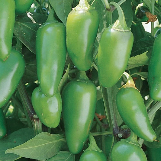 Jalapeno Hot Pepper Seeds 50+ Non-GMO Heirloom Vegetable Capsicum annuum
