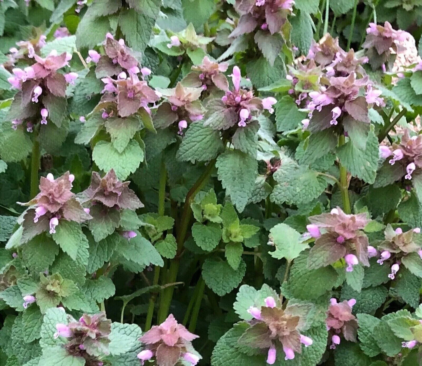 Organic Purple Dead Nettle Seeds 50+5 Free Lamium purpureum Archangel Spring 2024