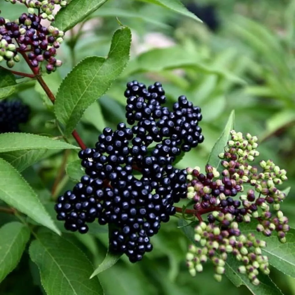 American Elderberry Live Plant | Well Rooted | Sambucus canadensis | Edible Berries, Native Perennial