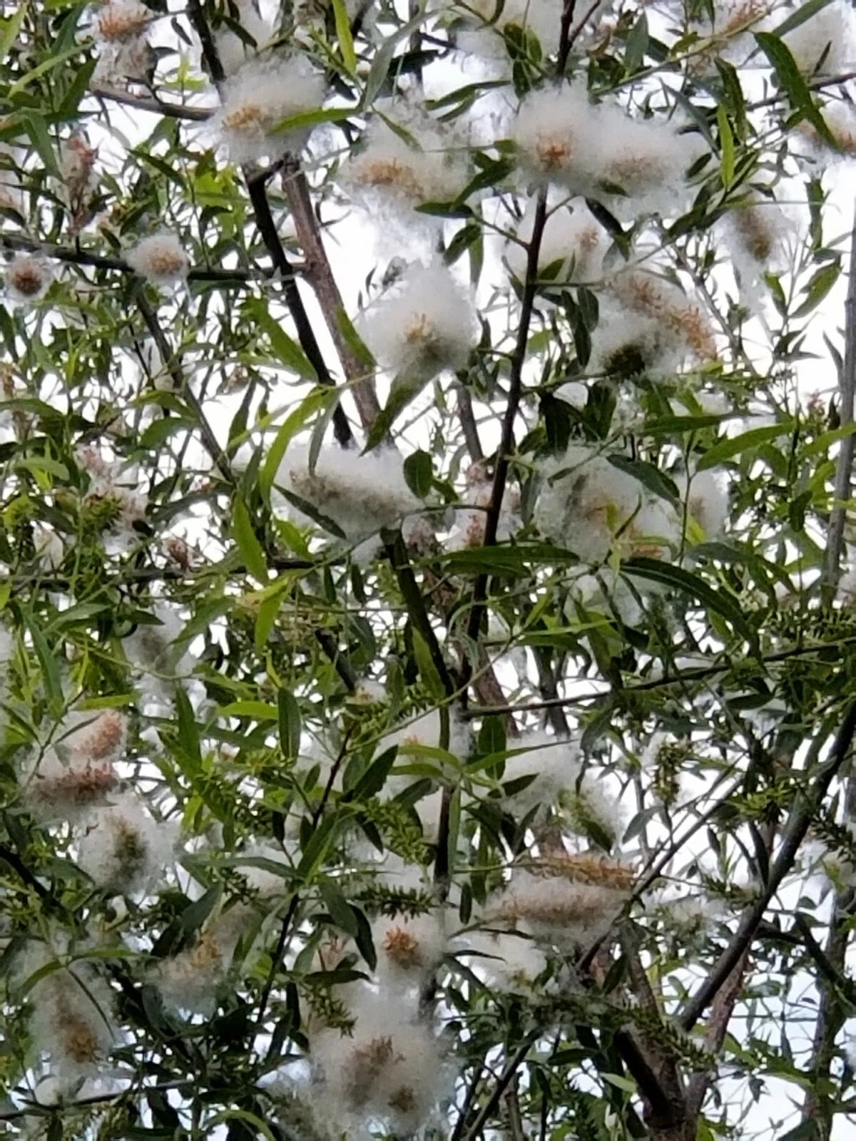 Black Willow Tree Cuttings - 5 Pieces, 8+ Inches - Salix nigra, Rootless, Live Plant Cuttings for Gardening and Landscaping