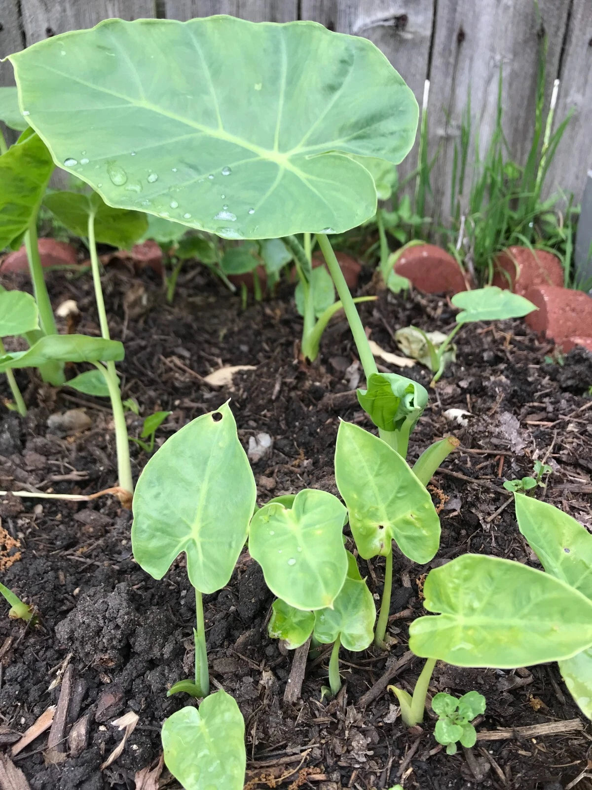 Bac Ha Plants Starter Set - 3 Edible Doc Mung Vegetable Culinary Leaves - Ideal for Gardens (Vietnamese: Nước Của Tiên)