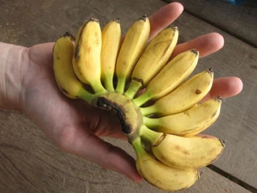 Musa Banana Plant Starter - Small Rooted Variety - Truly Tiny Banana Plant - Perfect for Indoor Gardening