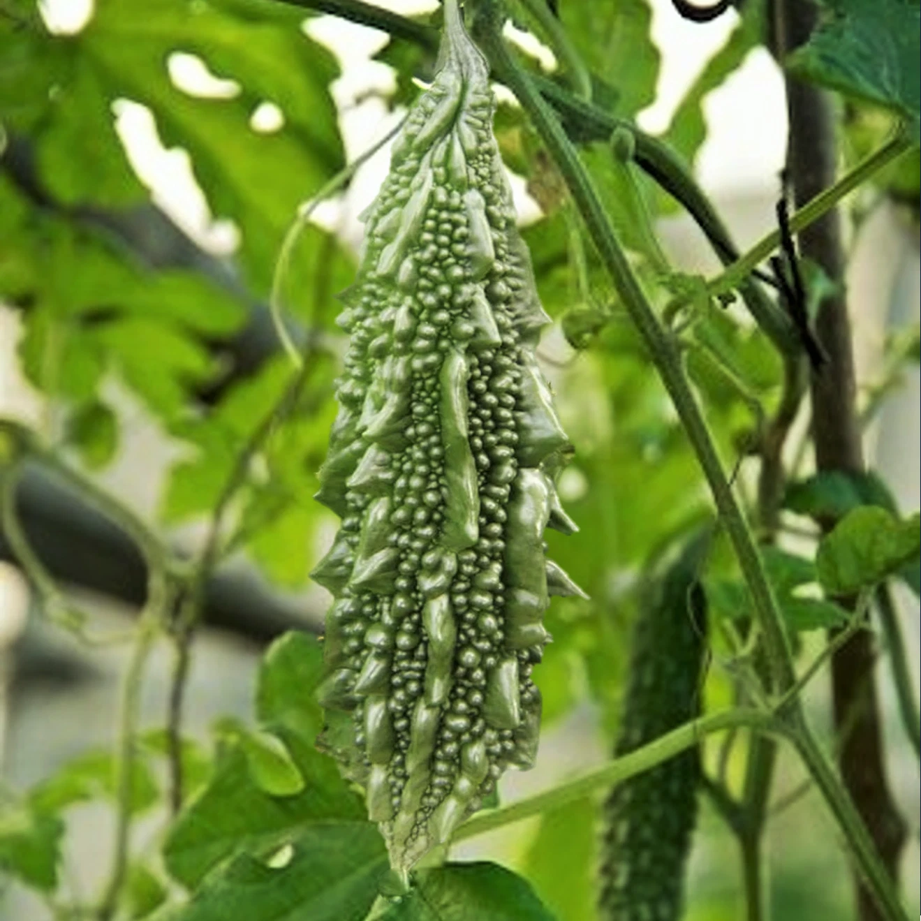 Black Pearl Bitter Melon Seeds - Indian Bitter Gourd Karela - Heirloom Seeds for 2025 Planting - Momordica charantia