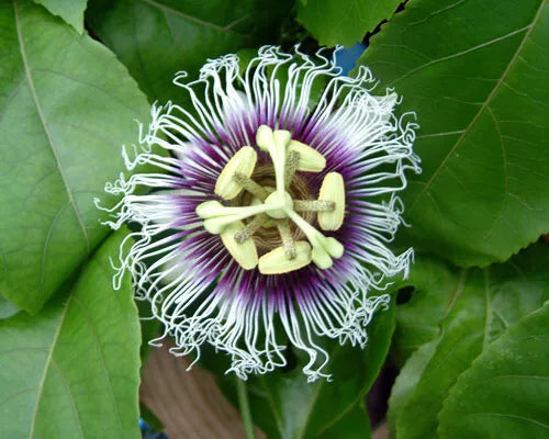 Live Starter Plant Possum Purple Passion Fruit Self Fertile Passiflora edulis Ships in Container
