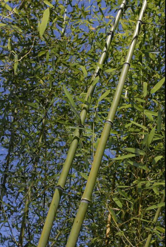 Bamboo Bare Root Plant Rhizome Phyllostachys Rubromarginata 'Red Margin' Budded Variety