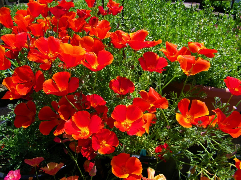 California Poppy Seeds - 275 Seeds - Red Chief Annual - Eschscholzia californica - GroCo USA