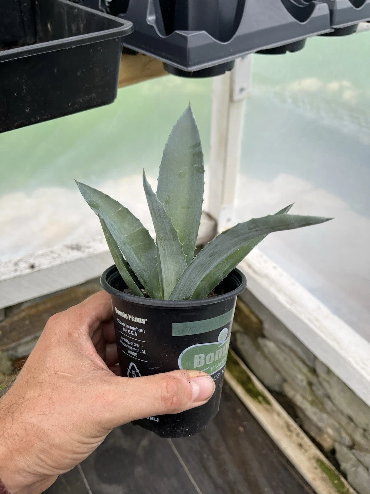 Agave Plant - 4” Pot - Unknown Variety - Perfect for Indoor/Outdoor Use - Succulent Decor