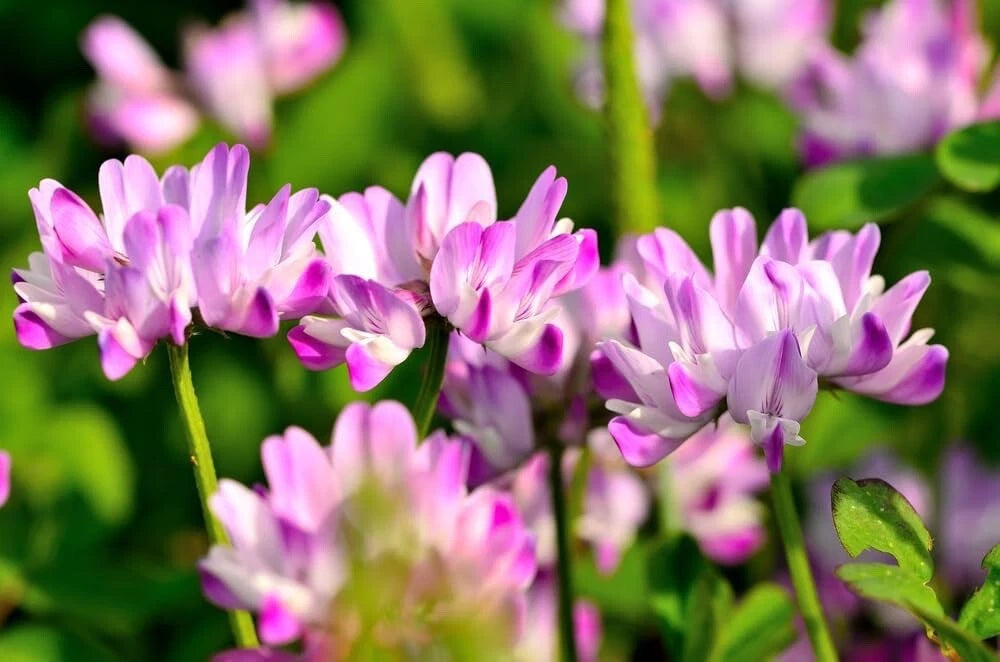 500 Chinese Milk Vetch Flower Seeds - Astragalus sinicus - Ideal for Planting, Garden Use, and Soil Improvement