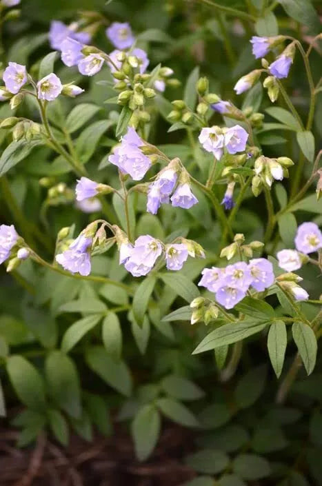 Jacob's Ladder Wildflower Seeds, 50 Seeds, Blue Flowers, Polemonium reptans, Native Perennial
