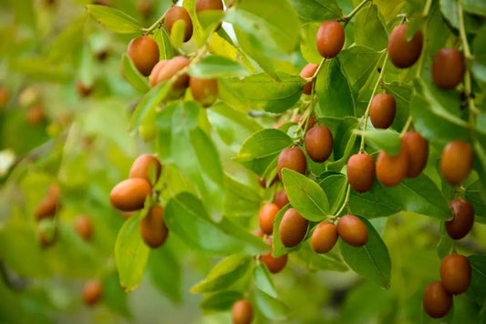 Chinese Date Tree Seeds - 6 Seeds - Jujube, Tsao Zizi - Ziziphus jujuba