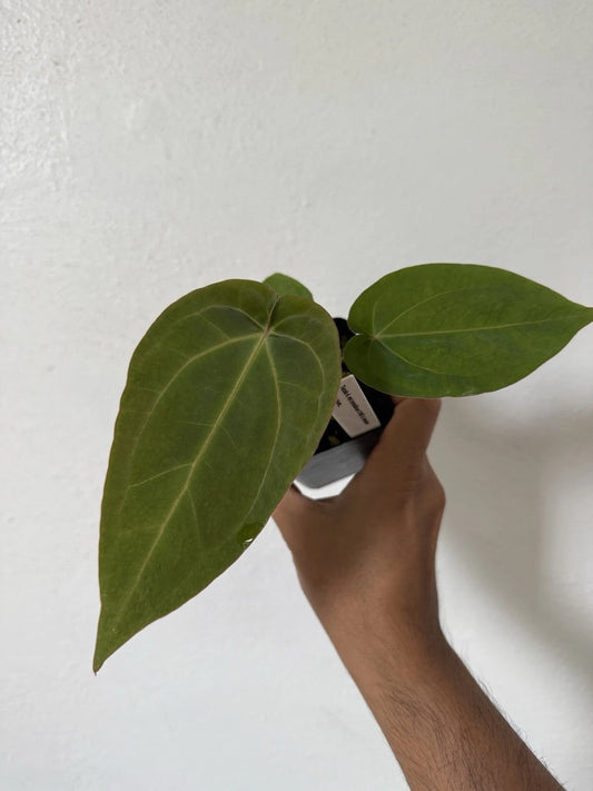 Anthurium Tezula Red Crystallinum X NSE Dressleri Velvet Leaf Plant - Exotic Houseplant for Home Decor, Indoor Gardening