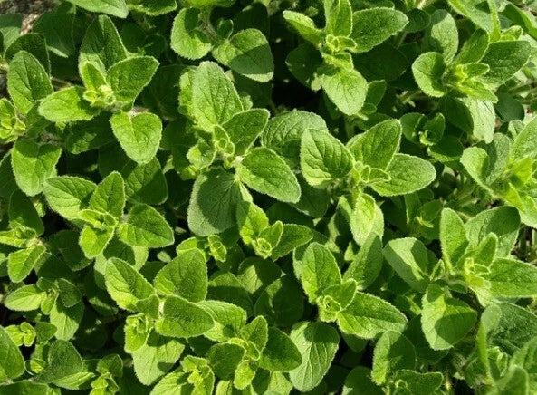 Oregano Herb Seeds - 100+ Organic Heirloom Seeds (Origanum vulgare) for Fresh Garden Planting