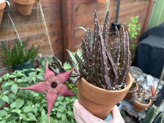 Blooming Cactus Plant 3 Inch Pot Stapelia schinzii var. angolensis Pinkish Dark Red Flowers Stinky Smell Live Rooted Plant
