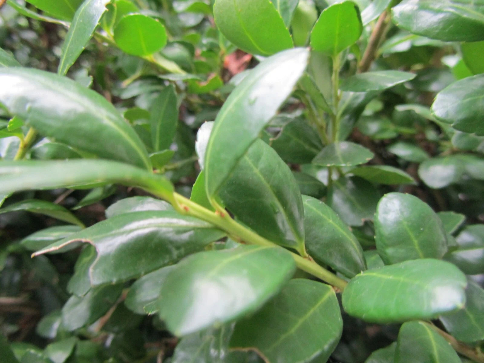 Japanese Boxwood Cuttings - 12+ Evergreen Cuttings with Instructions - Buxus microphylla