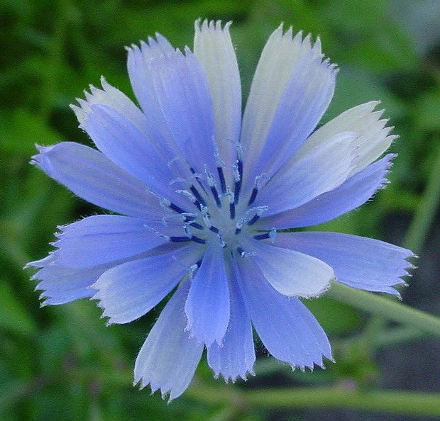 Chicory Seeds 1000 Count - Blue Beauty Variety - Coffee Substitute - Cichorium intybus
