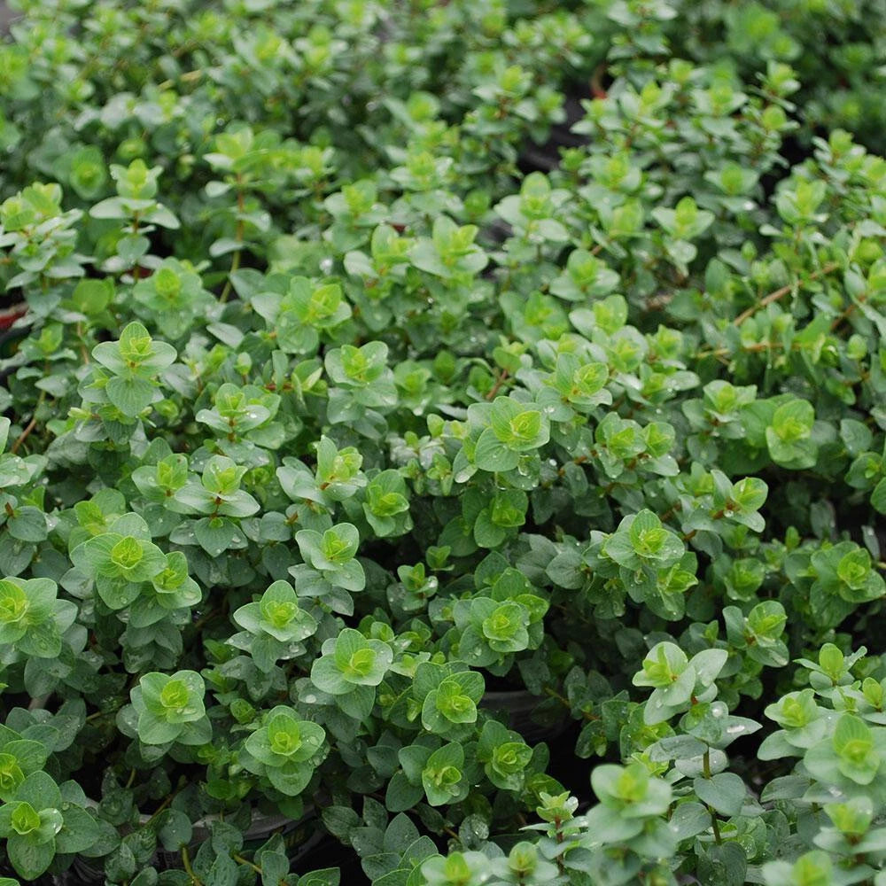 Italian Oregano Seeds Bulk - 256,000 Count - Origanum Vulgare - Premium Pizza Spice for Cooking and Gardening