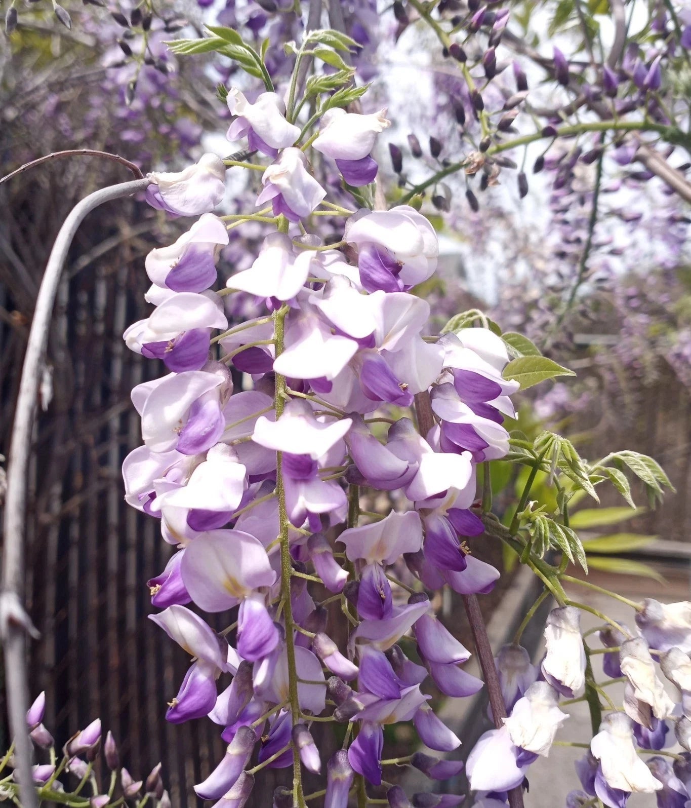 Japanese Wisteria Cuttings - Extra Long Fragrant Purple Flowers - 10 Fresh Cuttings - Wisteria floribunda