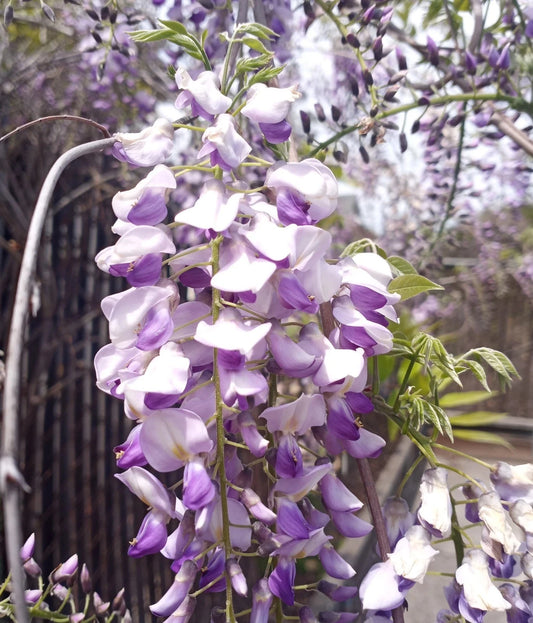 Japanese Wisteria Cuttings - Extra Long Fragrant Purple Flowers - 10 Fresh Cuttings - Wisteria floribunda