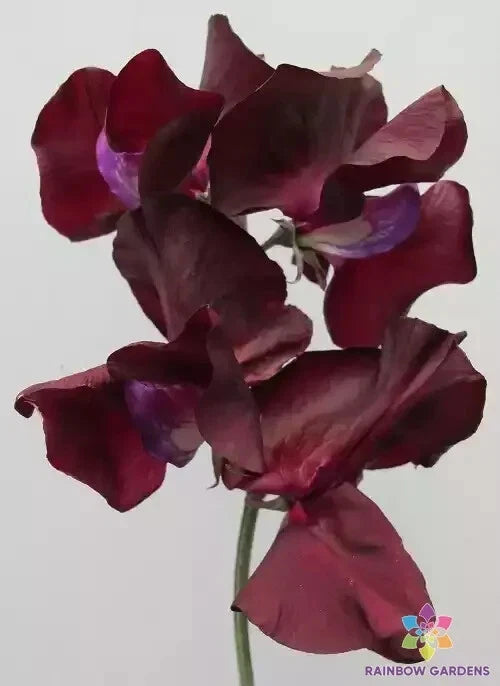 Midnight Sweet Pea Seeds - 50+ Count - Garden Planting - Lathyrus odoratus - USA, Free Shipping