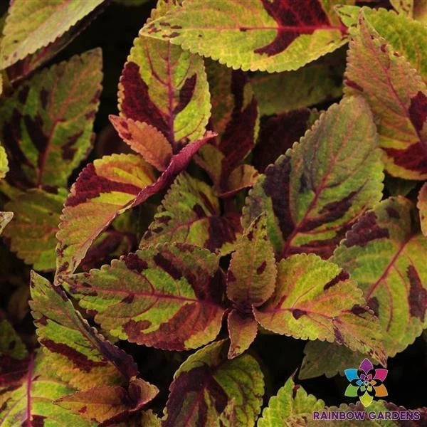 25+ Premium Sun Mighty Mosaic Coleus Seeds - Colorful Garden Variety - Coleus blumei - USA