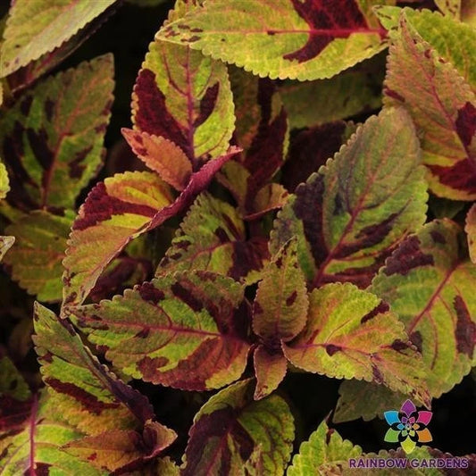 25+ Premium Sun Mighty Mosaic Coleus Seeds - Colorful Garden Variety - Coleus blumei - USA