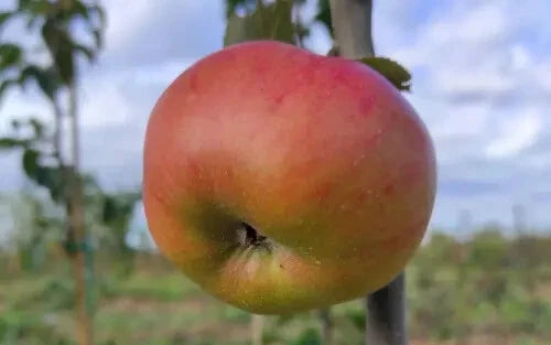 Argiliere Apple Seeds - 25+ Pack for Garden Planting - USA Grown - Malus domestica
