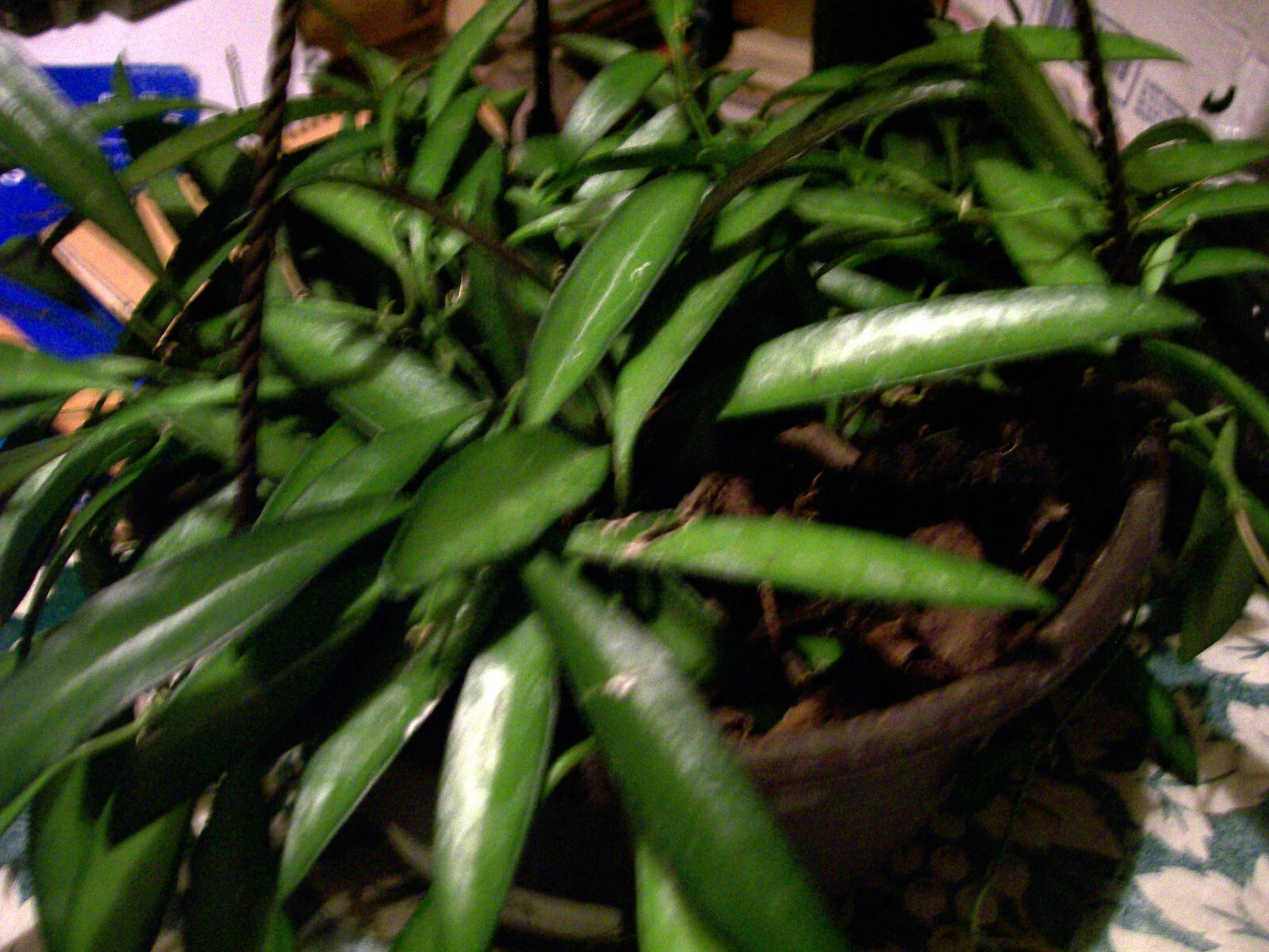 Hoya Longifolia Starter Plant - Wall String Bean, Erotic Angle, Indoor/Outdoor Houseplant