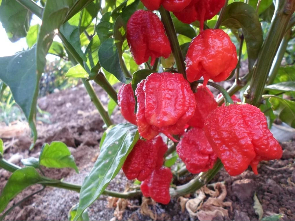 Carolina Reaper Seeds - Large Pack of 10 - Super Hot Pepper - Capsicum chinense - Guinness World Record Holder