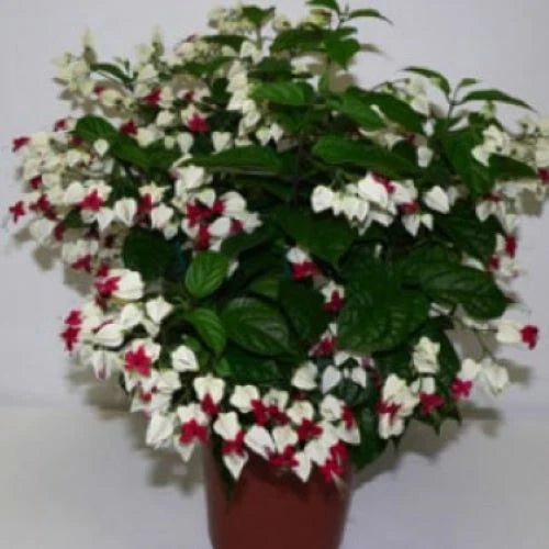 Bleeding Heart Plant Starter - Rooted - Clerodendrum thomsoniae - White & Red Blooms