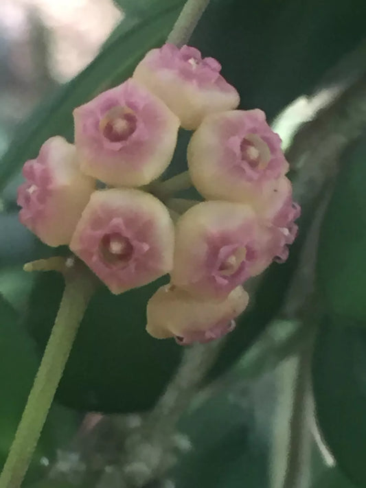 Miniature Hoya Plants 2" Pot - Hoya heuschekeliana, Two Rooted Variegated Houseplants
