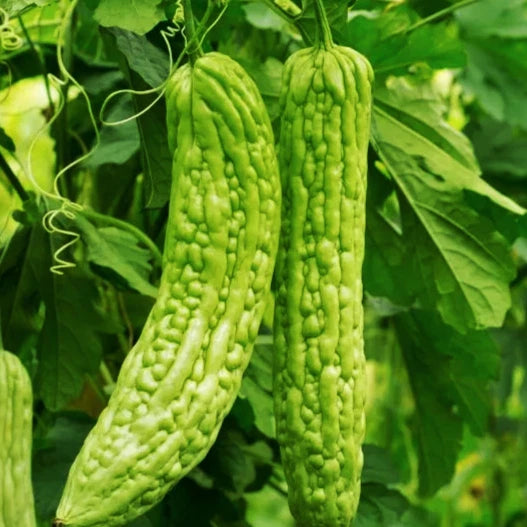 Bitter Melon Seeds - 15+ Count - Green Skin Bitter Gourd - Momordica charantia - Ideal for 2025 Planting