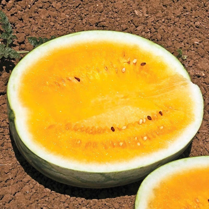 25 Organic Mountain Sweet Watermelon Seeds - Heirloom, Non-GMO, Rare Variety - Perfect for Home Gardening