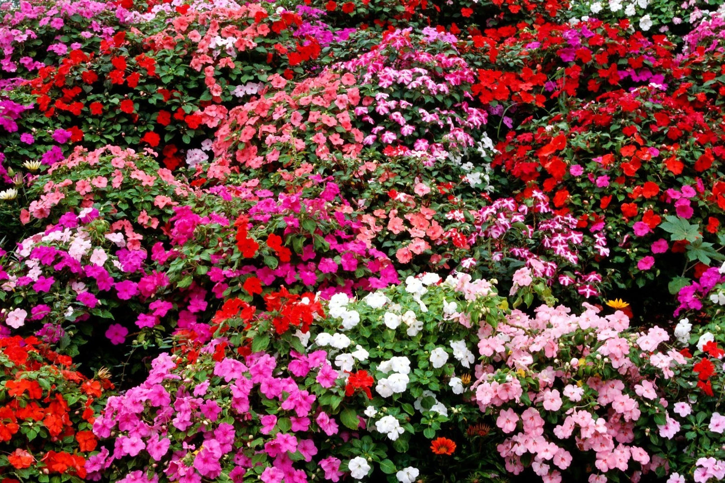 Impatiens Bush Flower Seeds - 25 Fresh Seeds for Garden - Colorful Impatiens Walleriana