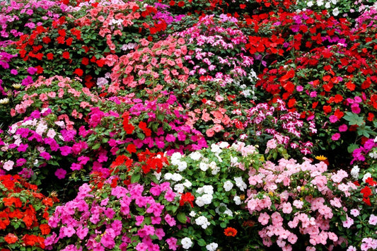 Impatiens Bush Flower Seeds - 25 Fresh Seeds for Garden - Colorful Impatiens Walleriana
