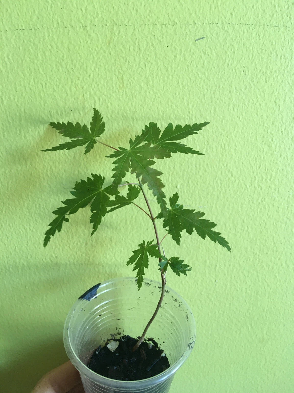 Japanese Maple Starter Live Tree 4+ Inches, Acer palmatum, Ornamental Foliage, Bonsai Option, Garden Plant