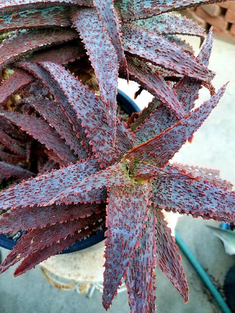 Aloe Hybrid Rooted Cutting, Inflamed Variety, Tim Harvey Hybrid, Succulent Plant, Indoor Gardening