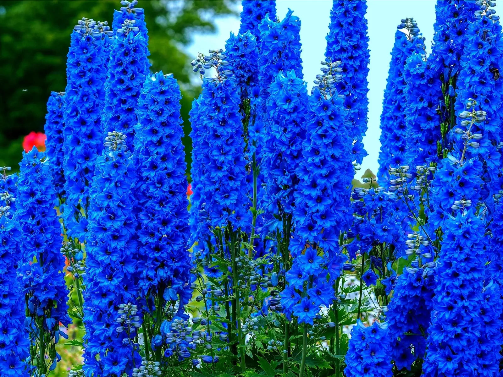 Blue Delphinium Flower Seeds - 100+ Seeds - Stately Delphinium Wildflowers - Delphinium elatum