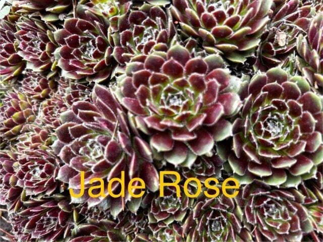 10 Jade Rose Sempervivum Succulents, Hardy Hens and Chicks, Live Plants, 1/2 inch and Up, Zones 4-8, Perfect for Gardens