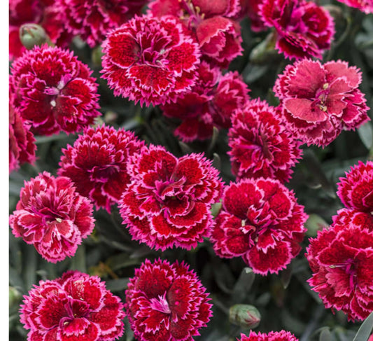 Black Cherry Frost Dianthus Plant - Bare Root Perennial - Vibrant Red & Pink Blooms - Dianthus spp. - Garden Ready