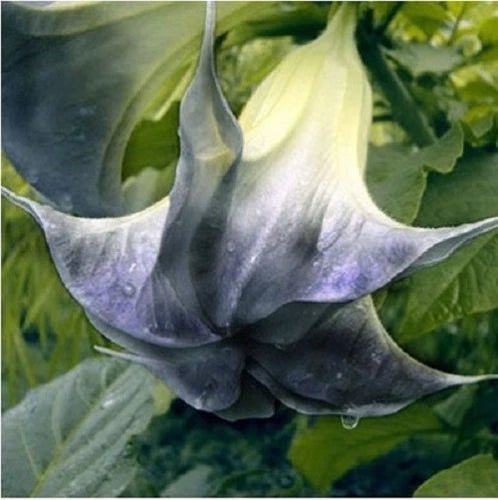 Black Angel Trumpet Seeds - 10 Pack, Fragrant Brugmansia Datura, US Seller